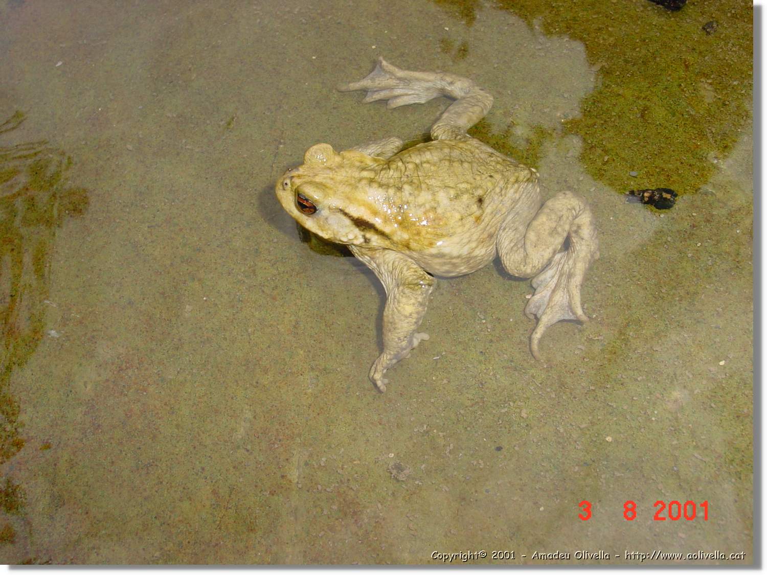 Belagua_329.jpg