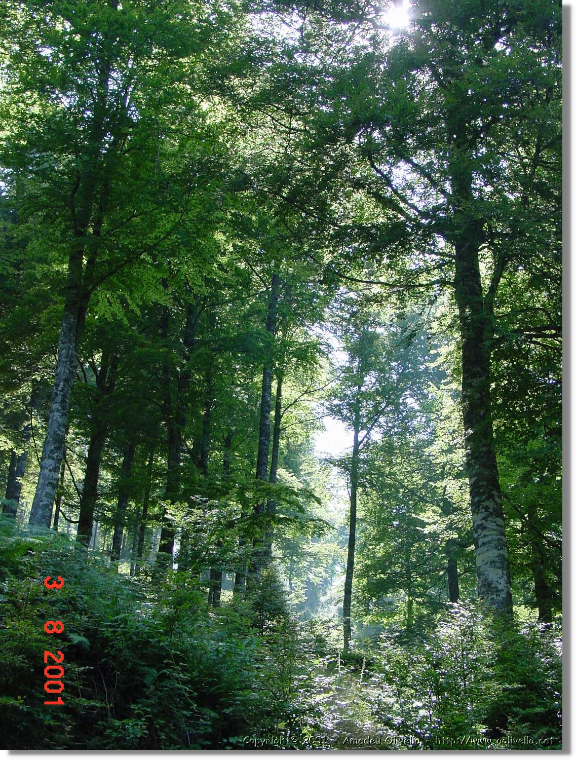 Belagua_331.jpg