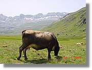 Belagua_183.jpg