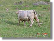 Belagua_215.jpg