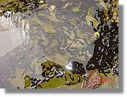 Belagua_321.jpg