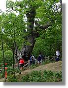 Carrionas_001.jpg