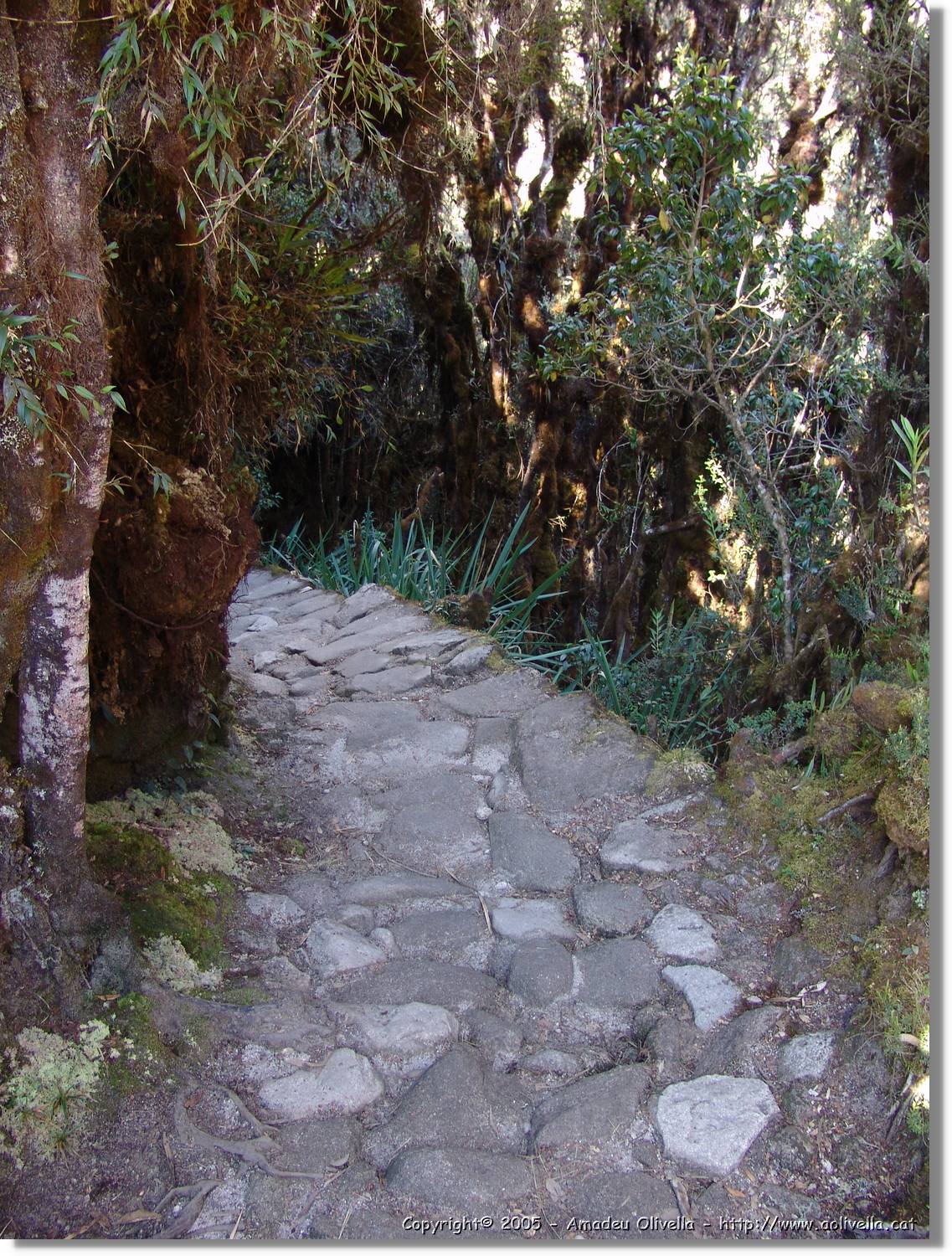 Inca_464.jpg