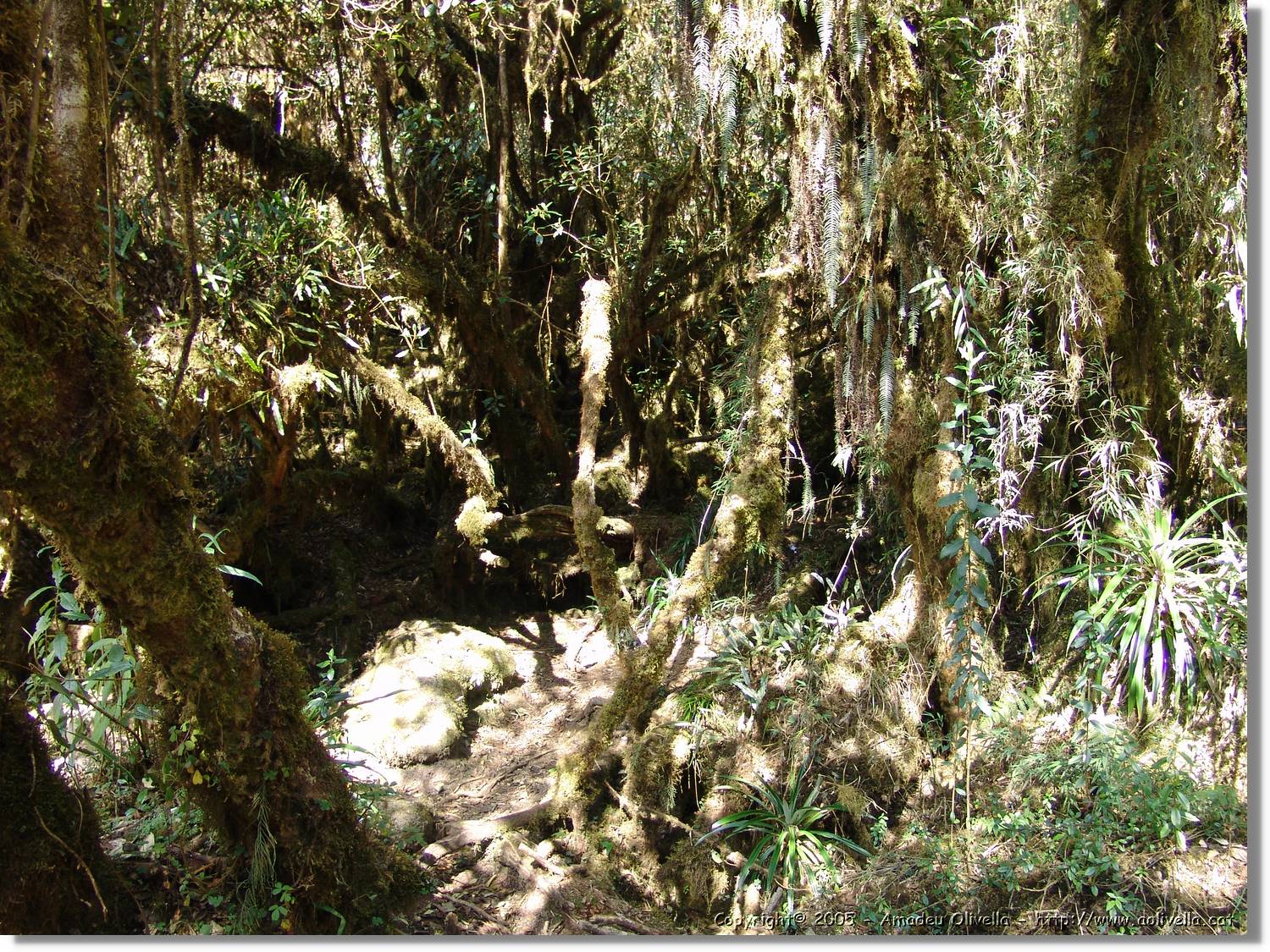 Inca_479.jpg