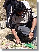 Inca_070.jpg(144 KB)