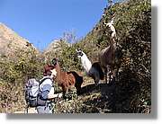 Inca_157.jpg(193 KB)