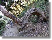 Inca_166.jpg(193 KB)