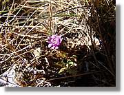 Inca_238.jpg(149 KB)