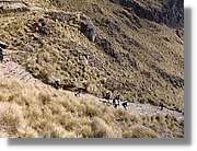 Inca_241.jpg(202 KB)