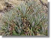 Inca_263.jpg(210 KB)