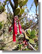 Inca_367.jpg(96,0 KB)