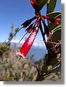 Inca_369.jpg(72,6 KB)