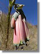 Inca_374.jpg(61,9 KB)