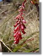 Inca_384.jpg(76,1 KB)