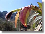 Inca_386.jpg(62,6 KB)