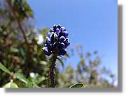 Inca_387.jpg(56,1 KB)