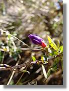 Inca_399.jpg(81,2 KB)