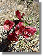 Inca_413.jpg(128 KB)