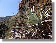 Inca_415.jpg(183 KB)