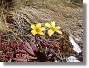 Inca_418.jpg(98,4 KB)