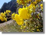 Inca_430.jpg(75,9 KB)