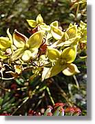 Inca_431.jpg(88,9 KB)