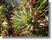 Inca_432.jpg(107 KB)