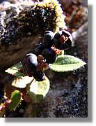 Inca_433.jpg(80,2 KB)