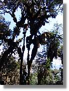 Inca_452.jpg(208 KB)