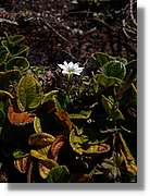 Inca_470.jpg(91,9 KB)