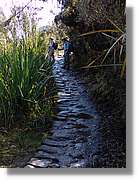 Inca_491.jpg(185 KB)