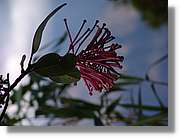 Inca_525.jpg(61,6 KB)