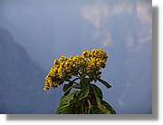 Inca_533.jpg(51,9 KB)