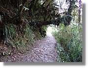 Inca_537.jpg(162 KB)