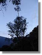 Inca_590.jpg(111 KB)