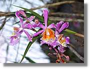 Inca_632.jpg(83,2 KB)