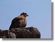 Inca_711.jpg(48,4 KB)