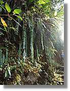 Inca_818.jpg(166 KB)