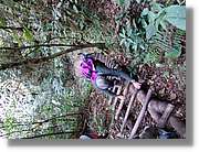 Inca_837.jpg(194 KB)