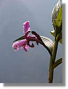 Inca_855.jpg(50,9 KB)