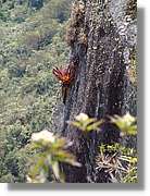 Inca_883.jpg(174 KB)