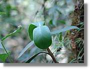 Inca_887.jpg(59,8 KB)