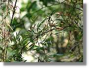 Inca_888.jpg(118 KB)