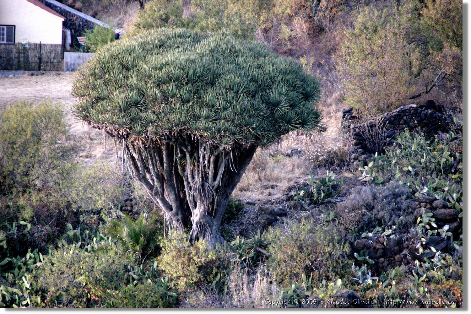 Cancajos_289.jpg