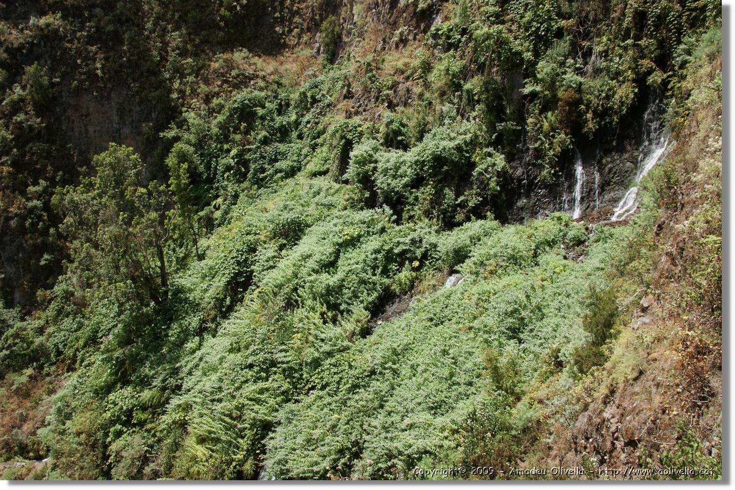 Nacientes_345.jpg