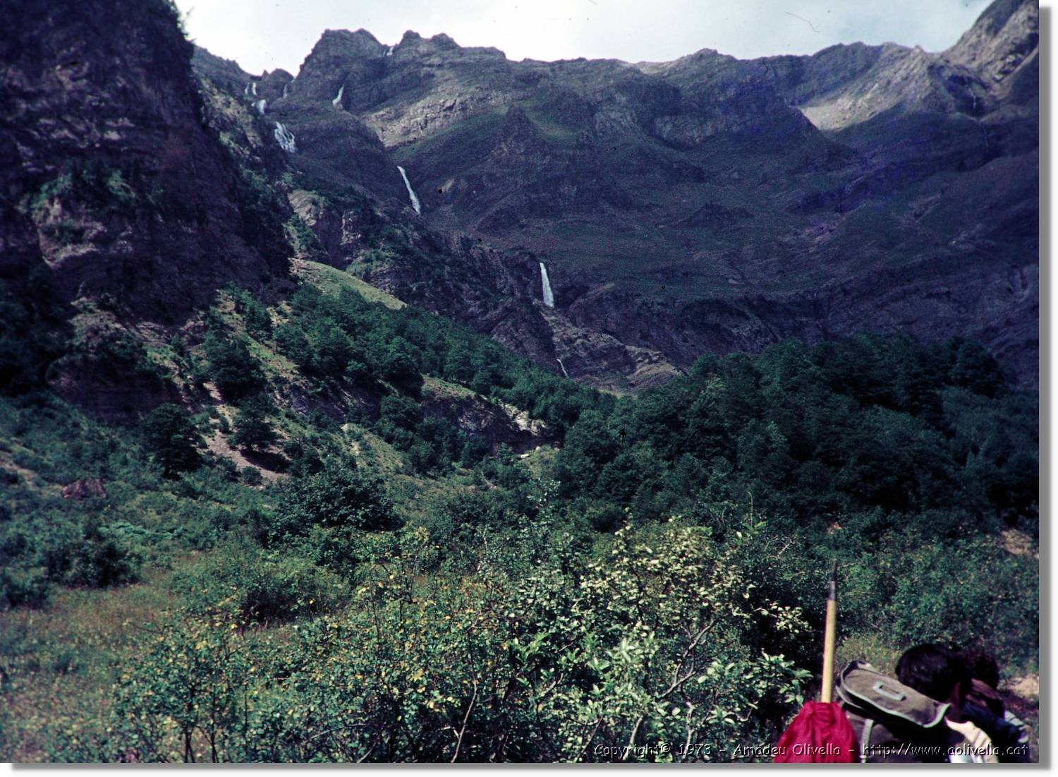 Pineta_001.jpg
