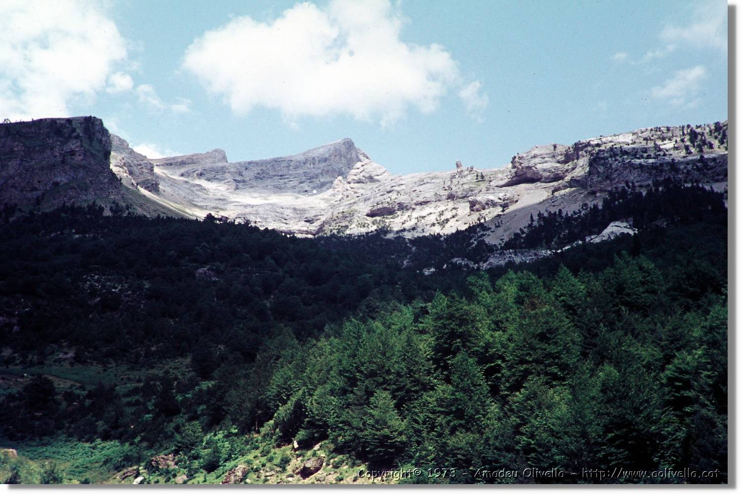 Pineta_02.jpg