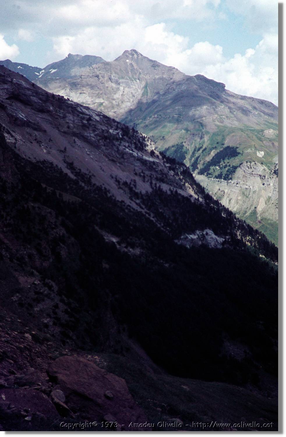 Pineta_05.jpg