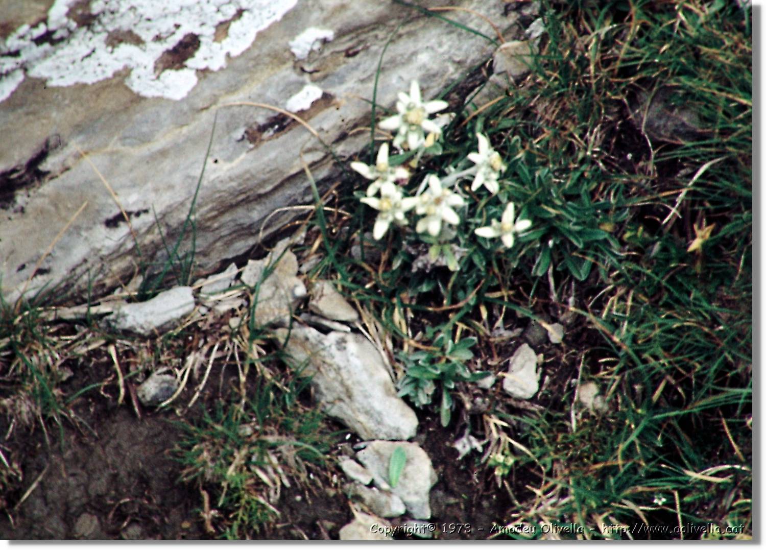 Pineta_23.jpg