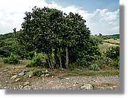Rodona_157.jpg
